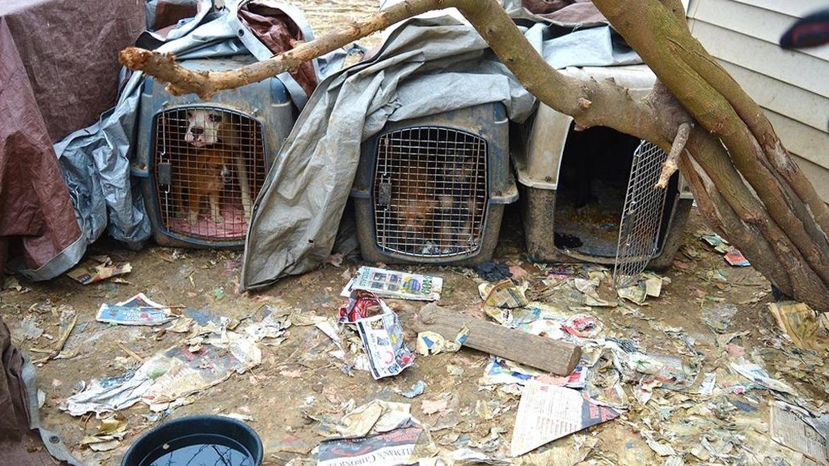 More than 80 dogs were found on the property in Bates County, Missouri. Many were confined in crates too small for the number or size of the dogs.