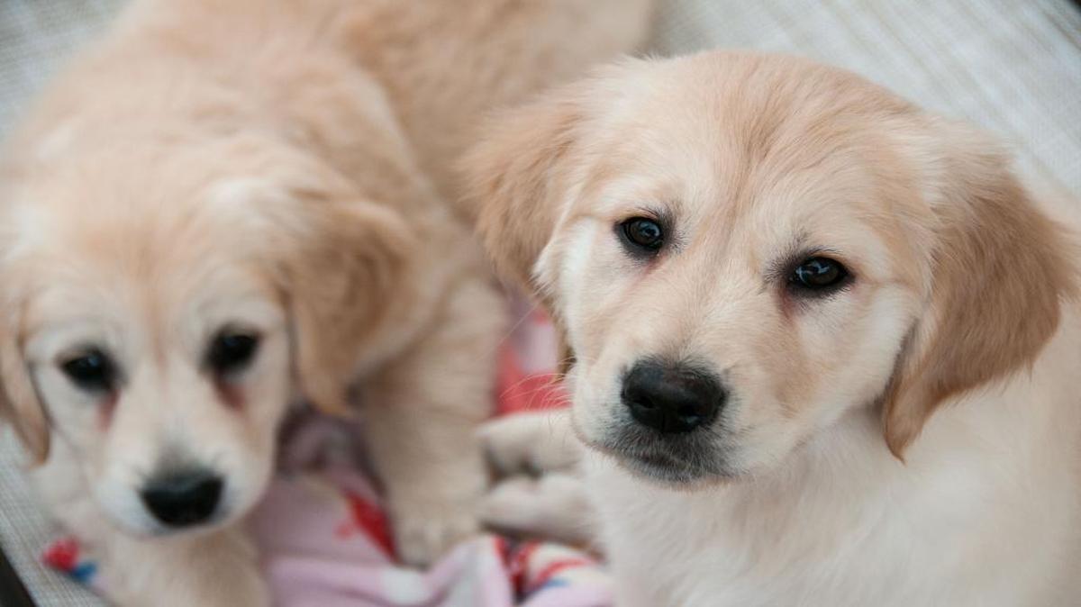 These two Golden Retriever puppies are some of the newest recruits for Warrior Canine Connection, a nonprofit that trains service dogs to help wounded warriors. Research has shown that dogs can help with the physical and emotional effects of traumatic injuries.