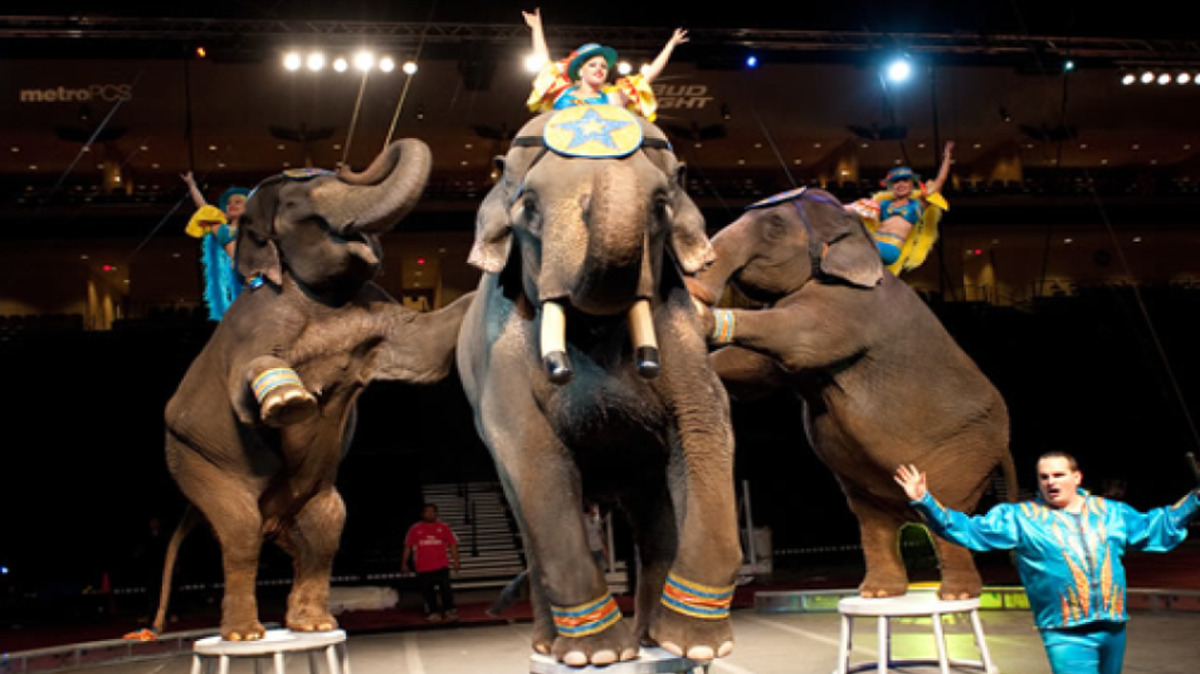 
The George Garden Performing Elephants are part of the circus.
