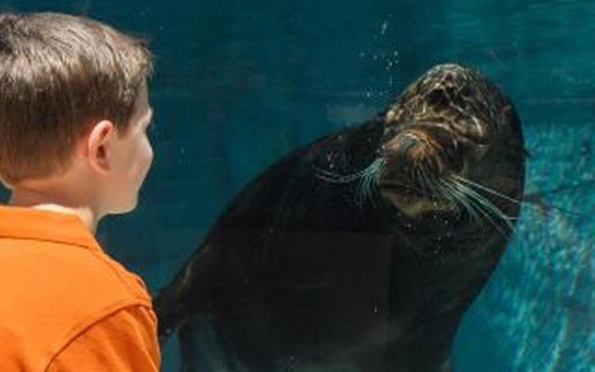 A young visitor views a California sea lion at Sea Lion Sound at the St. Louis Zoo.