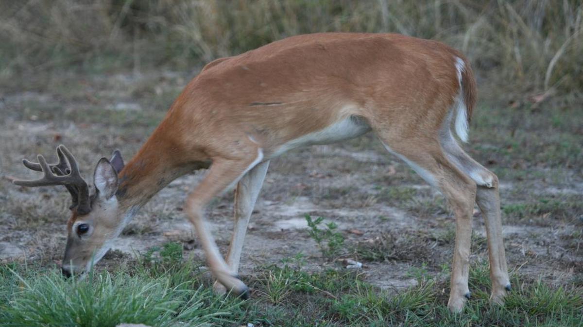 
A young buck grazes in Clinton County.
