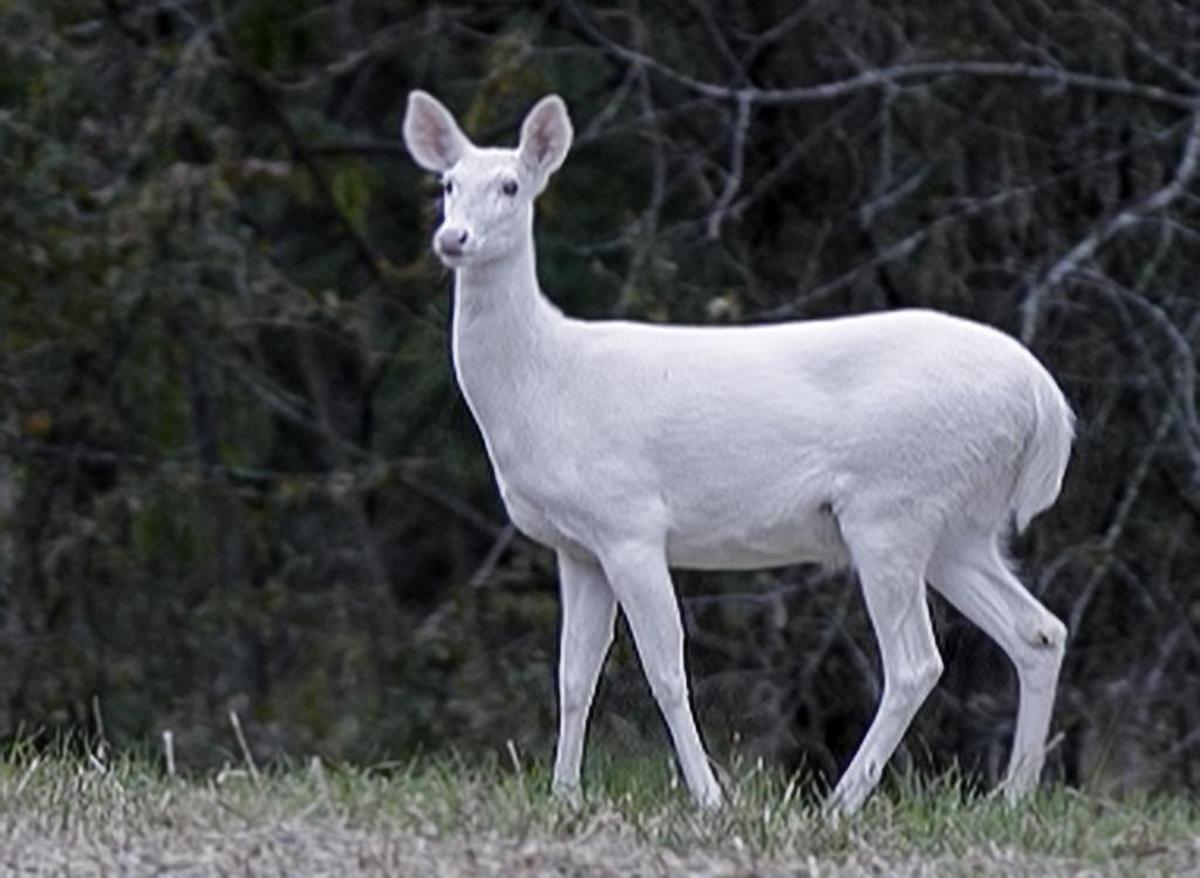 This white deer has been spotted roaming rural Waterloo.