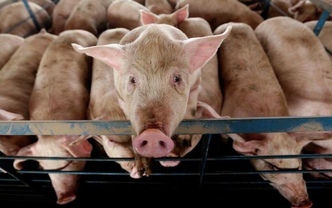 Sierra Club blows whistle on Kansas regulators’ plan to revise hog farm regulations