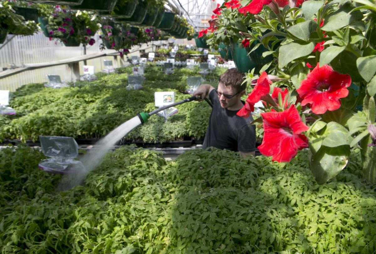 Southwestern Illinois College Horticulture program student Robert Hoertel waters tomatoes in this file photo. The program is selling the flowers and plants grown by students over the winter at the annual plant sale, April 21-23 from 8 a.m. to 5 p.m. at the SWIC Belleville Campus, 2500 Carlyle Ave. The sale will be held in the greenhouse, located on the southeast corner of campus behind the baseball fields. The SWIC Horticulture program is selling reasonably priced tropical, perennial, and annual flowers, herbs and a few water flowers and plants. Only cash and check payments will be accepted. Proceeds benefit the Horticulture program.