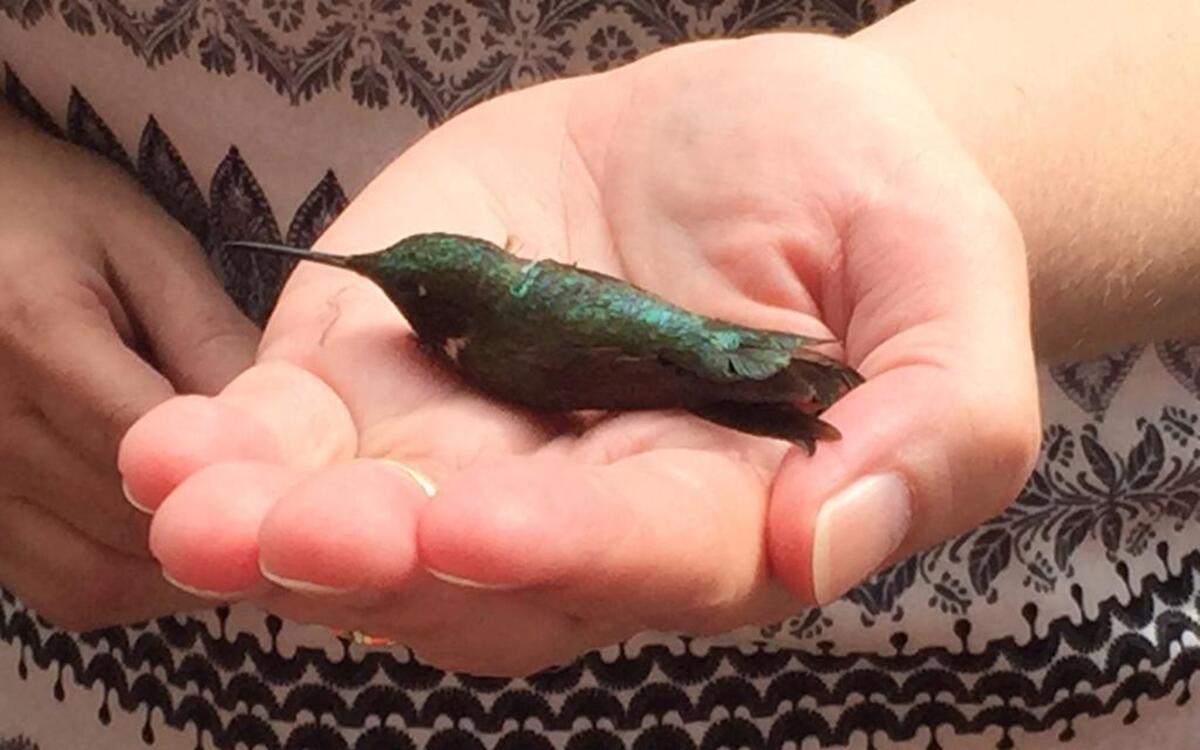 
One of the hummingbirds banded Saturday in Hartford.
