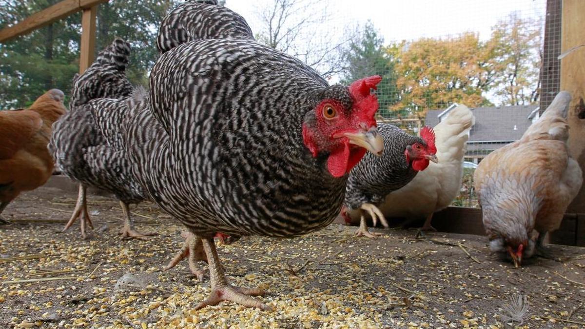 This file photo shows a Barred Rock chicken in a backyard near Belleville.