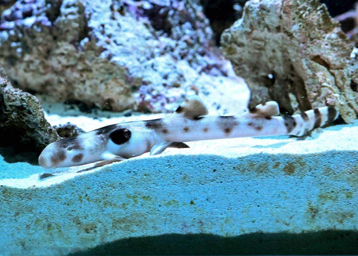Another close-up photo shows the baby epaulette shark.