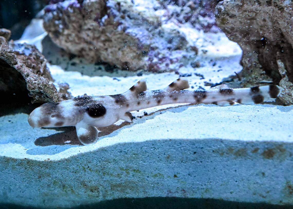 The baby epaulette shark, born through parthenogenesis, swims in its tank.