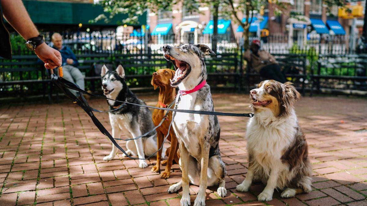 Illinois has no statewide limit on how many pets you can own, but laws vary by municipality.