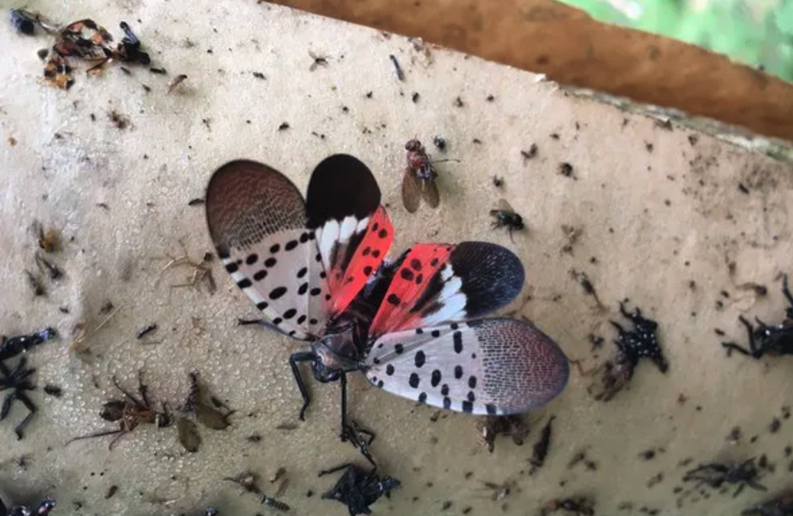 The spotted lanternfly was recently discovered in Illinois for the first time.