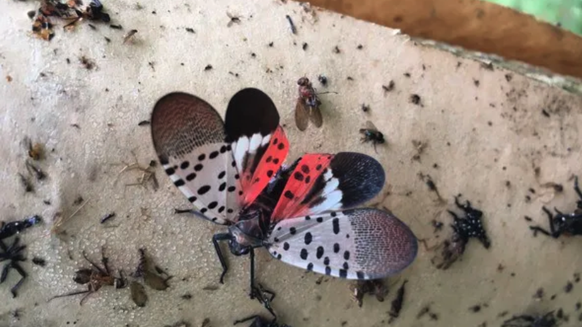 The spotted lanternfly was recently discovered in Illinois for the first time.