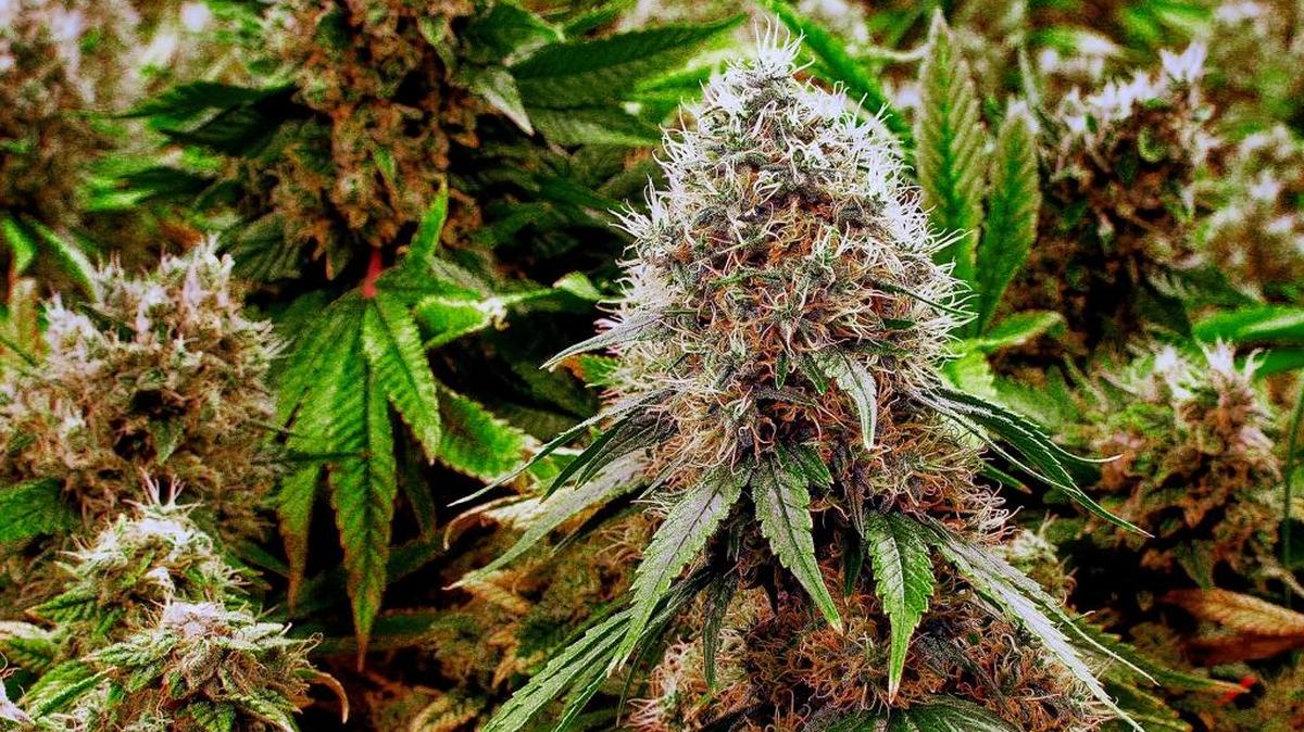 In this Sept. 15, 2015 file photo, marijuana plants with their buds covered in white crystals grow at the Ataraxia medical marijuana cultivation center in Albion, Ill. Republican Gov. Bruce Rauner is working with Illinois police on how to handle a law change making marijuana possession in small amounts punishable only with fines under a bill awaiting action by him. The measure also sets a standard for what’s considered too high to drive, and it includes the suggestions he made to lawmakers last year as a condition for signing off on removing jail time for having 10 grams of pot or less.