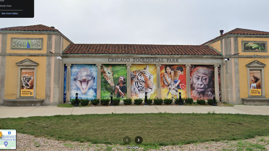 A female epaulette shark at the Brookfield Zoo in Illinois gave birth despite not being around a male in years, officials said. Photos show the “surprise” pup.