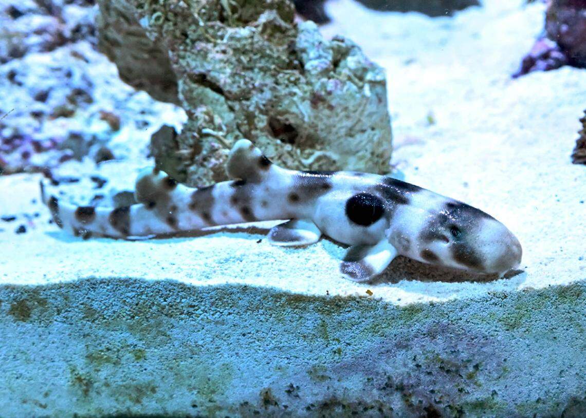 The baby epaulette shark as it rests along the sand.