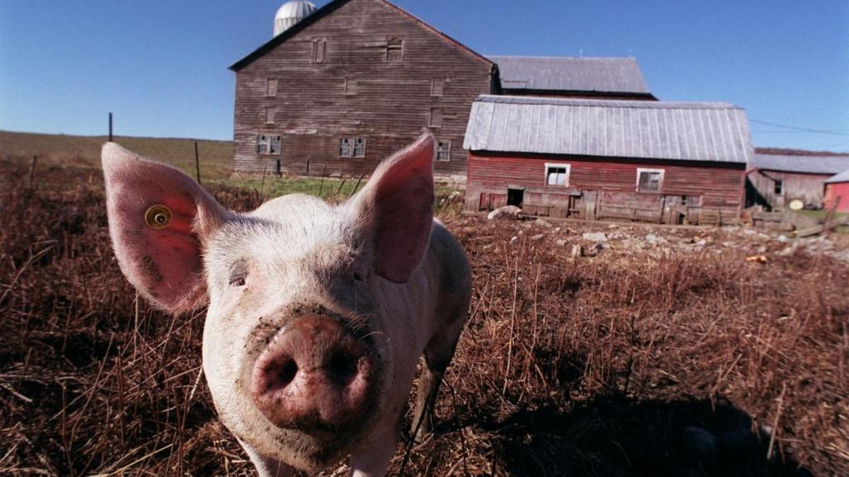 Illinois lawmakers want to protect pork with a resolution touting its nutritional value. Too bad they don’t have time to pass a state budget, 133 days after the budget year began.