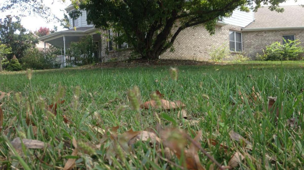 
Things were getting a little shaggy again earlier this week at 3702 Boatman’s Point in Shiloh. Neighbors recently took their concerns about Trustee Mark Kurtz’s lack of lawn care to the village board.
