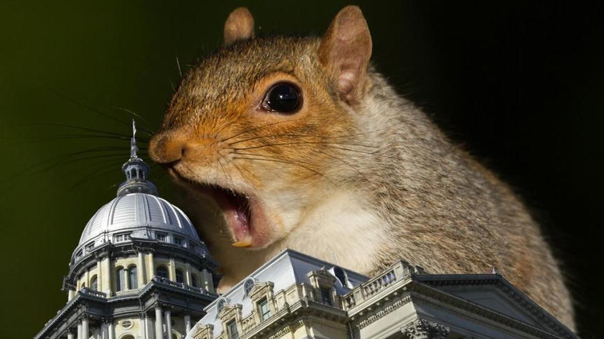 Money problems? In Springfield we don’t crack those tough nuts. Let’s talk about everything else that gets people distracted — like a dog seeing a squirrel.