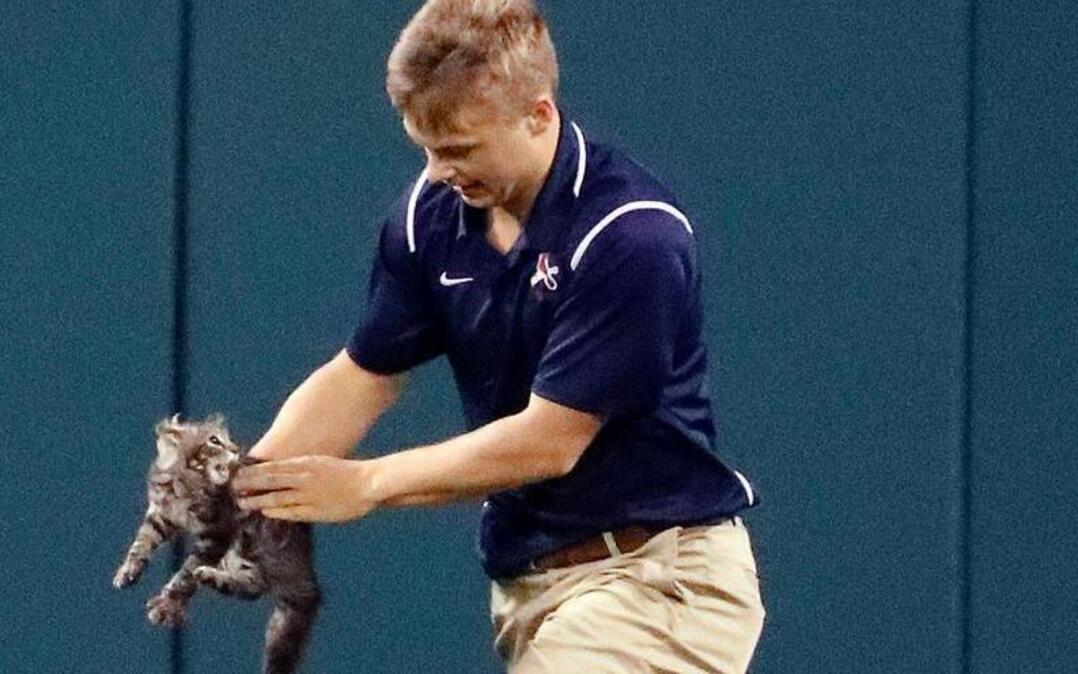 A member of the Busch Stadium grounds crew removes a cat that had run onto the field during the sixth inning of a baseball game between the St. Louis Cardinals and the Kansas City Royals on Wednesday, Aug. 9, 2017, in St. Louis.
